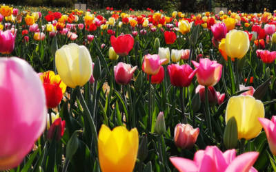 Tulpen in Peiß