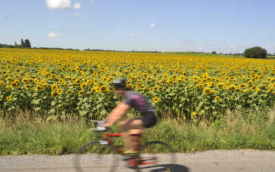 Biszum Horizont reicht deises Feld mit prächtig blühenden Sonnenblumen zwichen Großhelfendorf und Grub
Foto: Claus Schunk